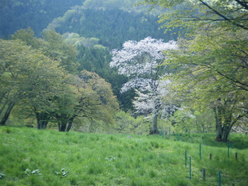02桜がキレイ.jpg