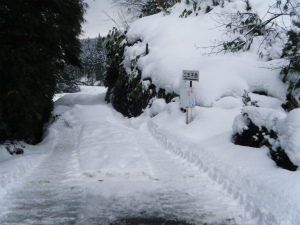 03林道歩きです.jpg