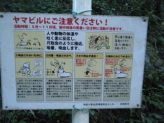 04ヤマビル.jpg